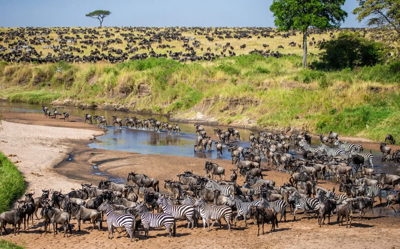 What Do Wildebeest Eat?