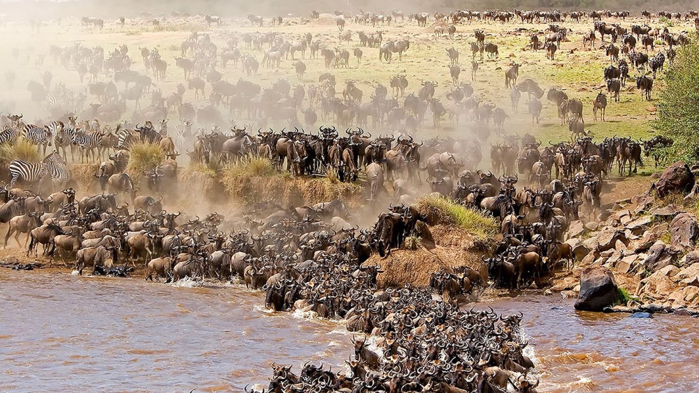 What Do Wildebeest Eat?-0