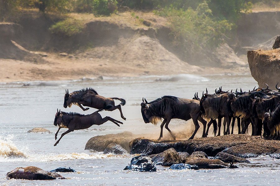 What Do Wildebeest Eat?