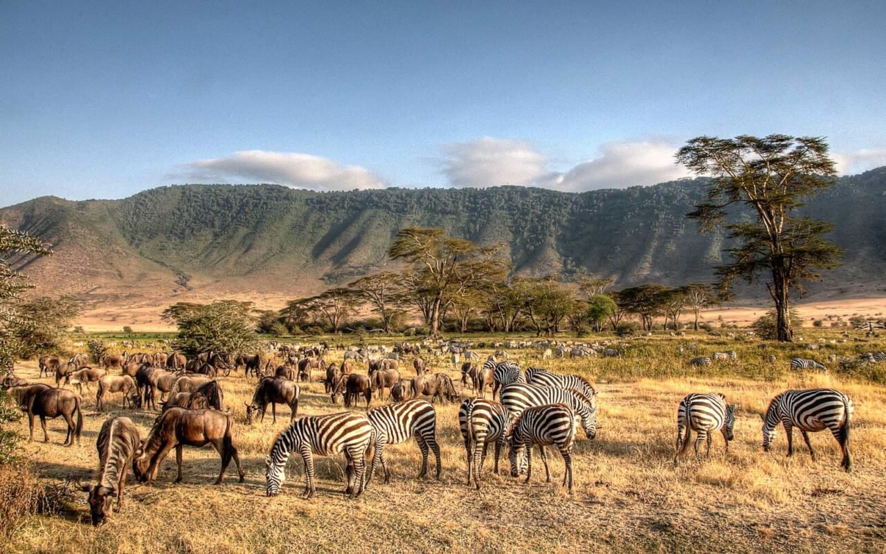 Tanzania and Safari