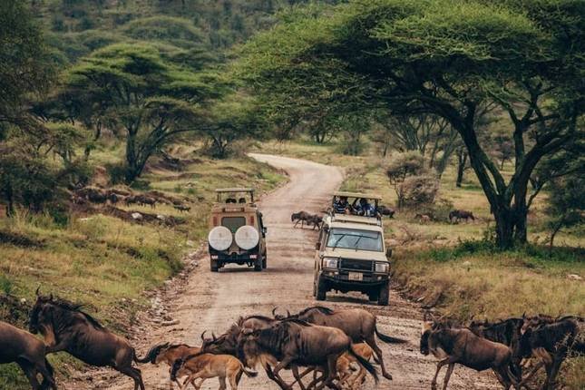 Tanzania Safari