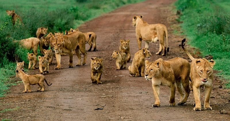 African Safari Tanzania