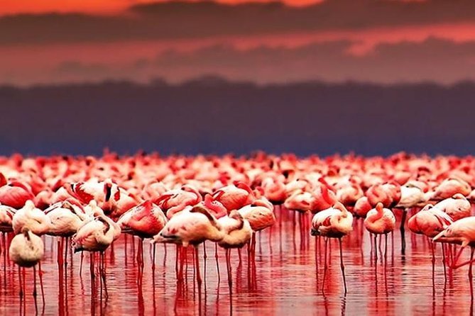 Natron Lake Tanzania-0